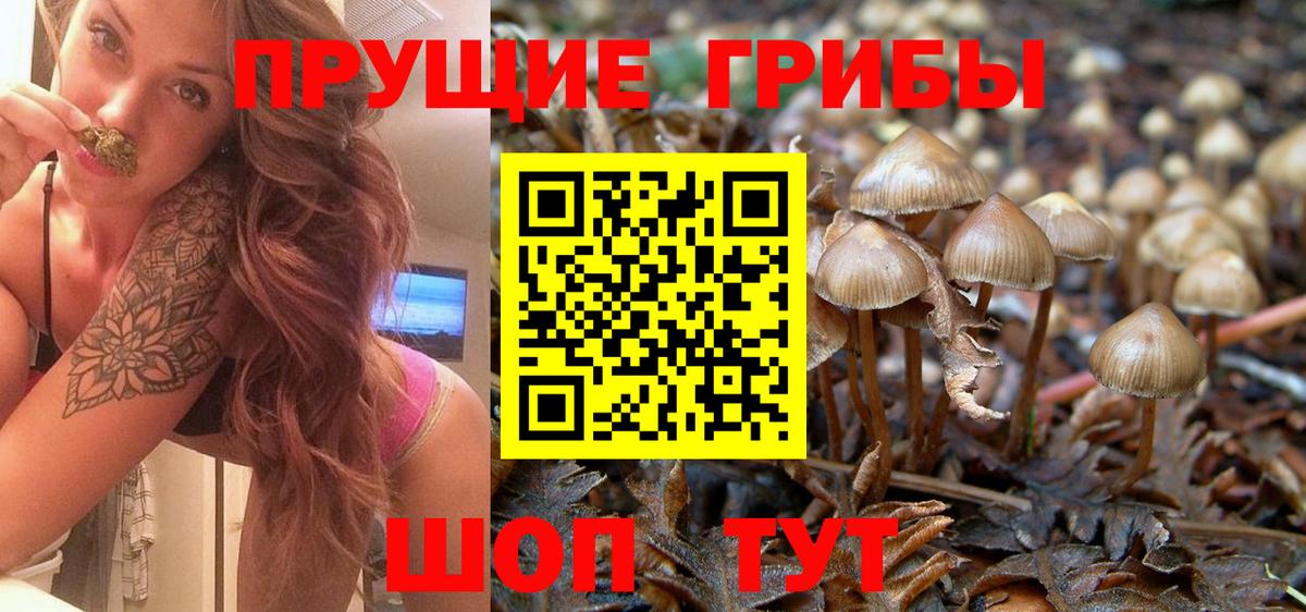 Псилоцибиновые грибы мицелий Ирбит